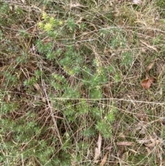 Melichrus urceolatus at Mongarlowe, NSW - 27 Jun 2023