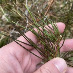 Hakea microcarpa (Small-fruit Hakea) at Mongarlowe River - 27 Jun 2023 by Tapirlord