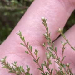 Kunzea parvifolia (Violet Kunzea) at Mongarlowe River - 27 Jun 2023 by Tapirlord