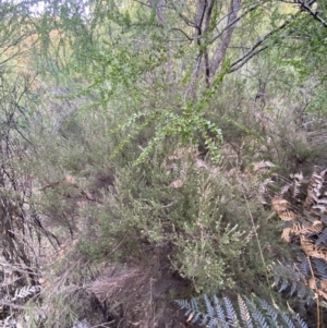 Kunzea parvifolia at Mongarlowe, NSW - 27 Jun 2023