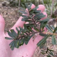 Banksia marginata (Silver Banksia) at Mongarlowe, NSW - 27 Jun 2023 by Tapirlord