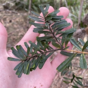 Banksia marginata at Mongarlowe, NSW - 27 Jun 2023