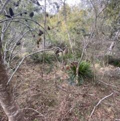 Banksia marginata at Mongarlowe, NSW - 27 Jun 2023