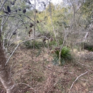 Banksia marginata at Mongarlowe, NSW - suppressed