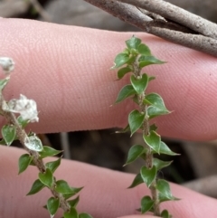 Epacris microphylla (Coral Heath) at Mongarlowe River - 27 Jun 2023 by Tapirlord