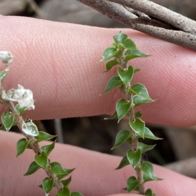 Epacris microphylla (Coral Heath) at Mongarlowe River - 27 Jun 2023 by Tapirlord