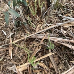 Epacris microphylla at Mongarlowe, NSW - 27 Jun 2023