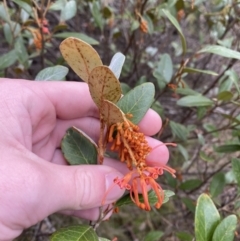 Grevillea rhyolitica at Mongarlowe, NSW - 27 Jun 2023 by Tapirlord