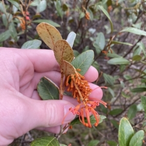 Grevillea rhyolitica at Mongarlowe, NSW - 27 Jun 2023