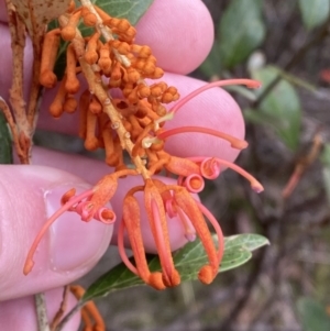 Grevillea rhyolitica at Mongarlowe, NSW - 27 Jun 2023