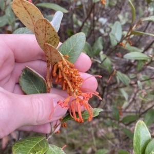 Grevillea rhyolitica at Mongarlowe, NSW - 27 Jun 2023