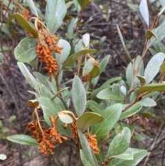 Grevillea rhyolitica at Mongarlowe, NSW - 27 Jun 2023