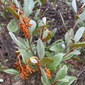 Grevillea rhyolitica at Mongarlowe, NSW - suppressed