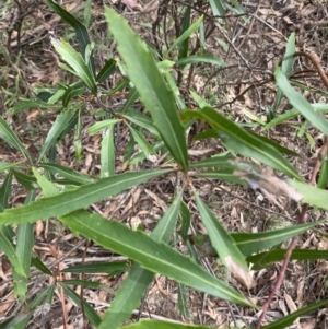 Lomatia myricoides at Mongarlowe, NSW - 27 Jun 2023