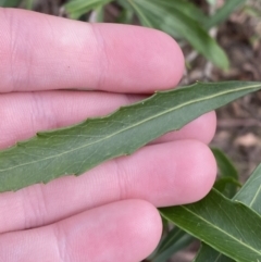 Lomatia myricoides at Mongarlowe, NSW - suppressed