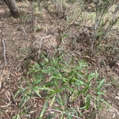 Lomatia myricoides at Mongarlowe, NSW - suppressed