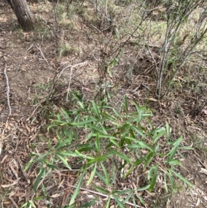 Lomatia myricoides at Mongarlowe, NSW - 27 Jun 2023