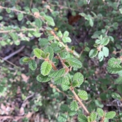 Pomaderris eriocephala (Woolly-head Pomaderris) at Mongarlowe, NSW - 27 Jun 2023 by Tapirlord