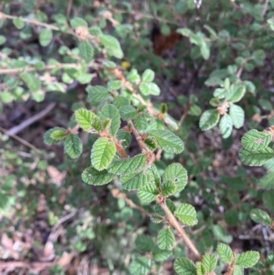 Pomaderris eriocephala (Woolly-head Pomaderris) at Mongarlowe, NSW - 27 Jun 2023 by Tapirlord