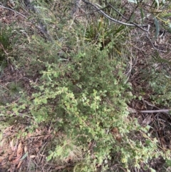 Pomaderris eriocephala at Mongarlowe, NSW - 27 Jun 2023