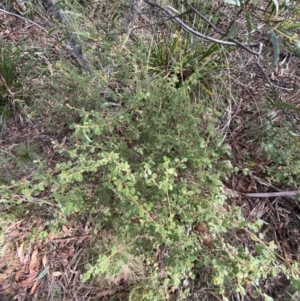 Pomaderris eriocephala at Mongarlowe, NSW - suppressed