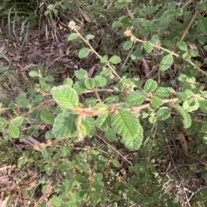 Pomaderris eriocephala at Mongarlowe, NSW - 27 Jun 2023