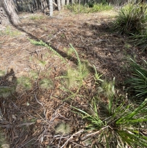 Acacia pravissima at Mongarlowe, NSW - suppressed