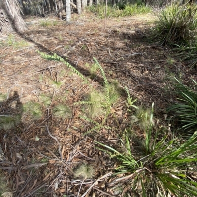 Acacia pravissima (Wedge-leaved Wattle, Ovens Wattle) at Mongarlowe River - 27 Jun 2023 by Tapirlord