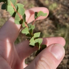 Acacia pravissima at Mongarlowe, NSW - suppressed