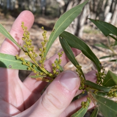 Acacia rubida (Red-stemmed Wattle, Red-leaved Wattle) at Mongarlowe River - 27 Jun 2023 by Tapirlord