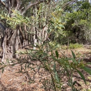 Acacia rubida at Mongarlowe, NSW - 27 Jun 2023