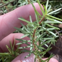 Persoonia chamaepeuce (Dwarf Geebung) at Mongarlowe River - 27 Jun 2023 by Tapirlord