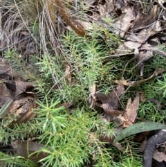 Persoonia chamaepeuce at Mongarlowe, NSW - suppressed