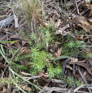 Persoonia chamaepeuce at Mongarlowe, NSW - suppressed