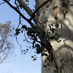Eucalyptus rubida subsp. rubida (Candlebark) at Mongarlowe River - 27 Jun 2023 by Tapirlord
