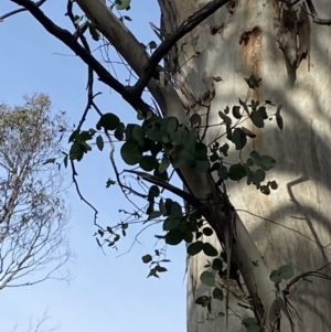 Eucalyptus rubida subsp. rubida at suppressed - 27 Jun 2023