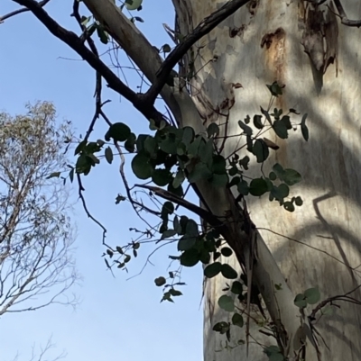 Eucalyptus rubida subsp. rubida (Candlebark) at QPRC LGA - 27 Jun 2023 by Tapirlord