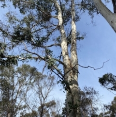 Eucalyptus rubida subsp. rubida at QPRC LGA - suppressed