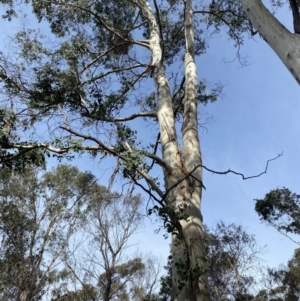 Eucalyptus rubida subsp. rubida at QPRC LGA - suppressed