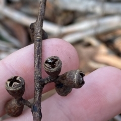 Eucalyptus rubida subsp. rubida at QPRC LGA - suppressed