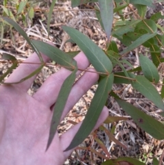 Eucalyptus radiata subsp. radiata (Narrow-leaved Peppermint) at Mongarlowe River - 27 Jun 2023 by Tapirlord