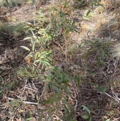 Eucalyptus radiata subsp. radiata at QPRC LGA - 27 Jun 2023