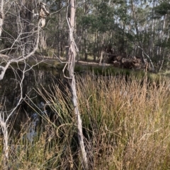 Eleocharis sphacelata (Tall Spike-rush) at Mongarlowe River - 27 Jun 2023 by Tapirlord