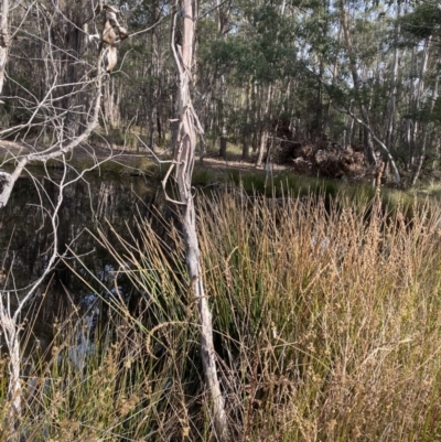 Eleocharis sphacelata (Tall Spike-rush) at Mongarlowe River - 27 Jun 2023 by Tapirlord