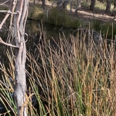 Eleocharis sphacelata at Mongarlowe, NSW - 27 Jun 2023