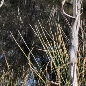 Eleocharis sphacelata at Mongarlowe, NSW - 27 Jun 2023