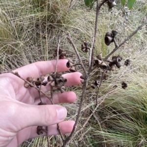 Eucalyptus ovata subsp. ovata at QPRC LGA - suppressed