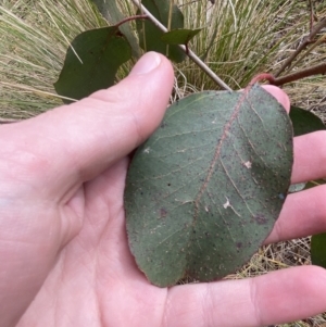 Eucalyptus ovata subsp. ovata at QPRC LGA - suppressed