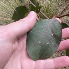 Eucalyptus ovata var. ovata at Mongarlowe, NSW - 27 Jun 2023