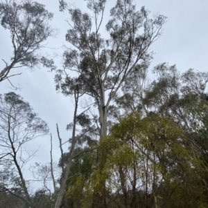 Eucalyptus ovata subsp. ovata at QPRC LGA - suppressed